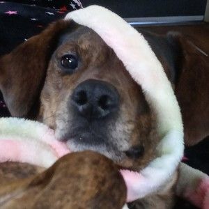 Meet your Posher, Donna